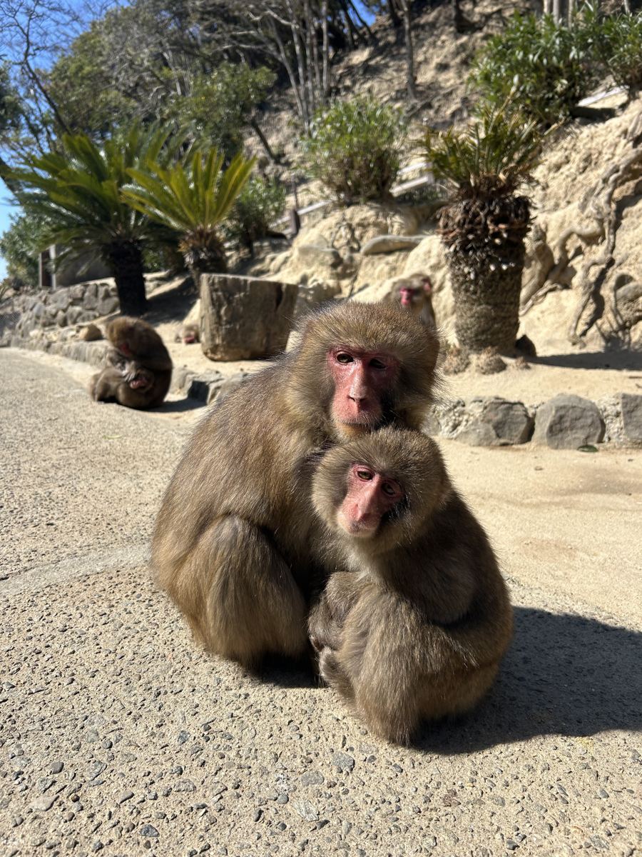 Juvenile Japanese macaque above the sea, Awajishima