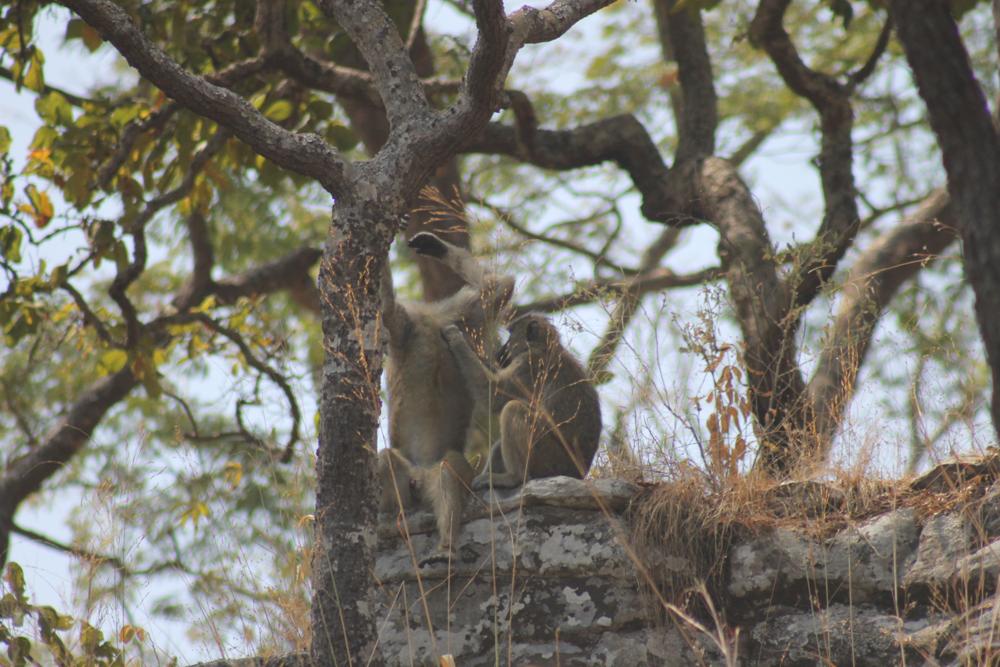 Yellow baboons grooming