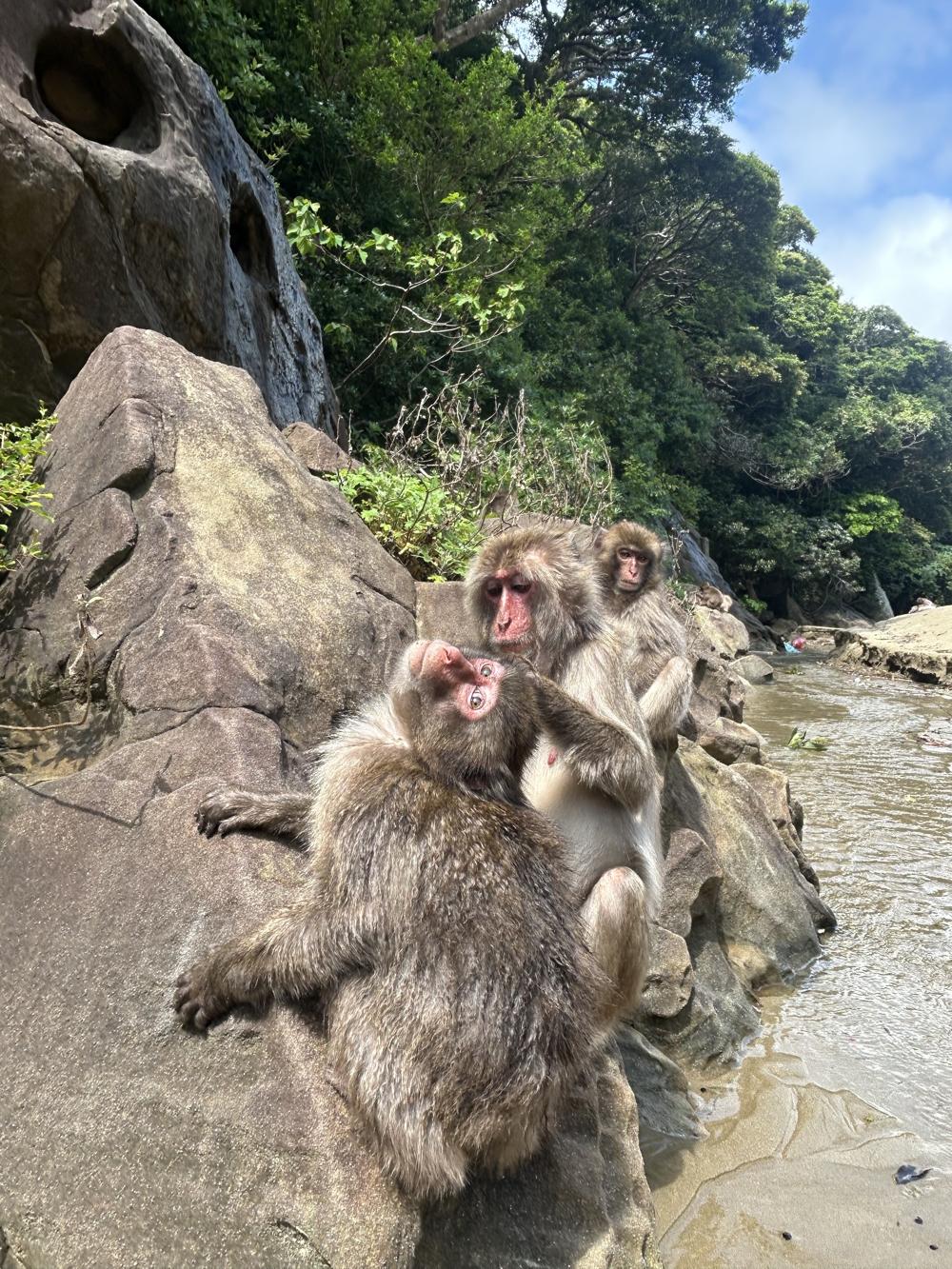 Three Japanese macaques grooming