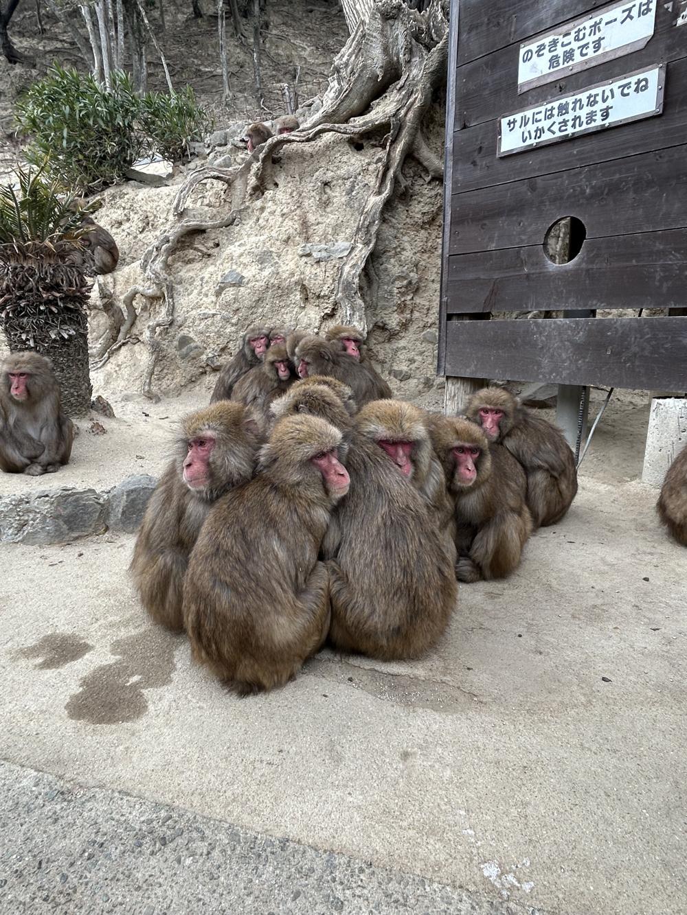 Japanese macaques huddling