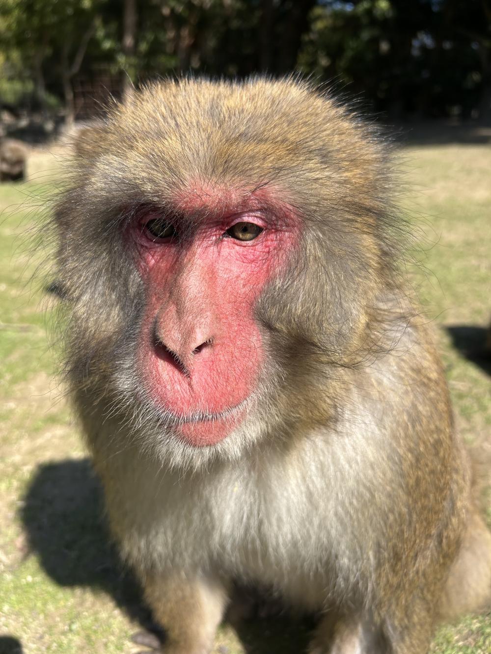 Macaques on a parked scooter