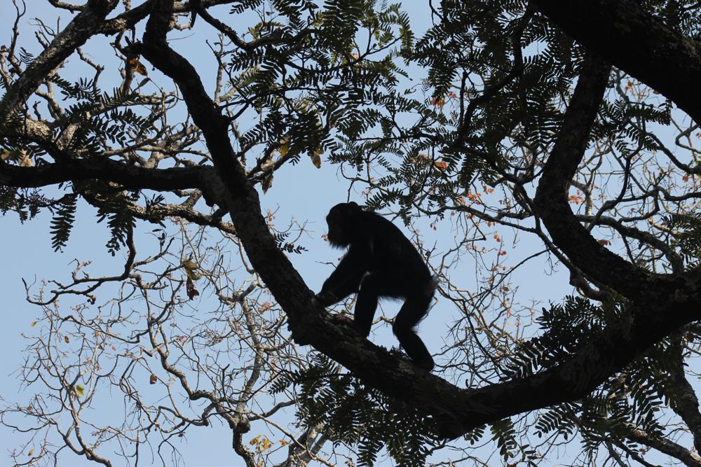 Chimpanzee silhouetted on a branch