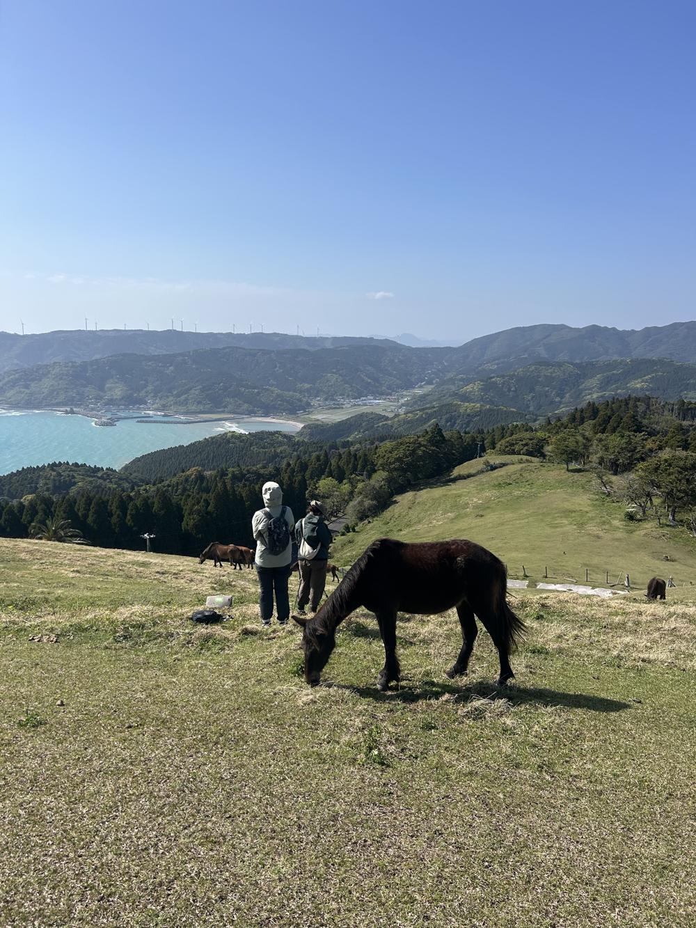 Researchers watching horses above a bay