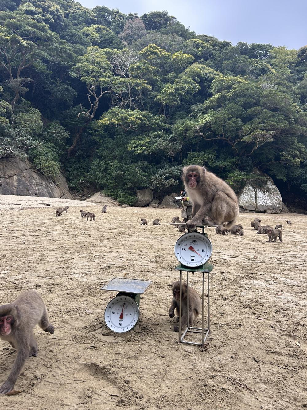Macaque on a weighing scale on the beach