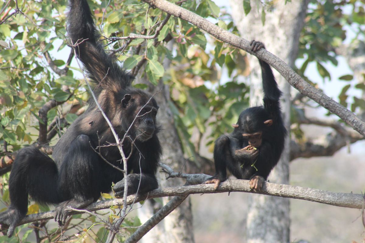 Chimpanzee mother and juvenile feeding, Issa Valley
